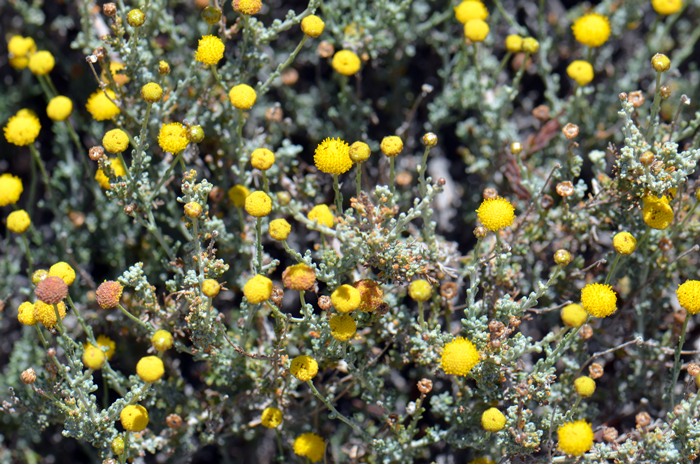 African Sheepbush is a dense busy plant that often becomes rounded over. This plant prefers elevations from 3,000 to 5,500 feet (914-1,676 m). Pentzia incana